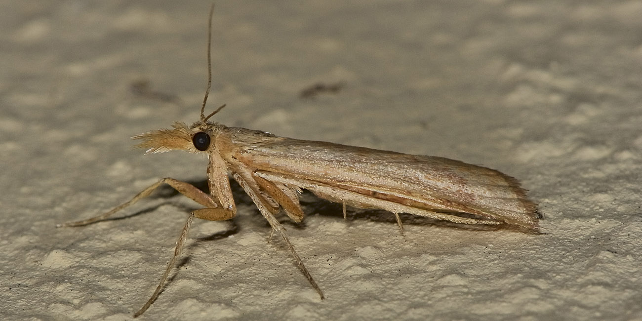 Pyralidae - Synaphe punctalis